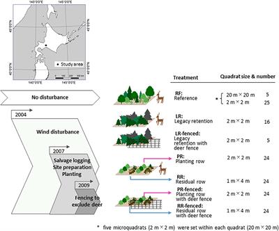 Restoration of Natural Forests After Severe Wind Disturbance in a Cold, Snowy Region With a Deer Population: Implications From 15 Years of Field Experiments